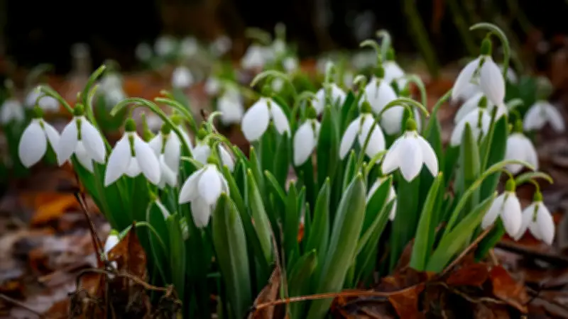 Frühlingserwachen: Temperaturen steigen auf bis zu 20 Grad – Wintermantel ade