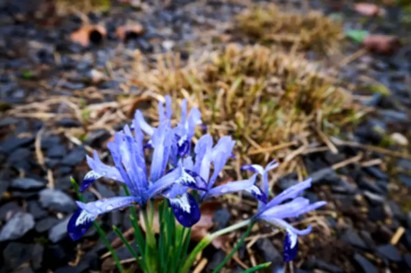 Frühlingswetter ab Mittwoch: Temperaturen bis 20 Grad erwartet