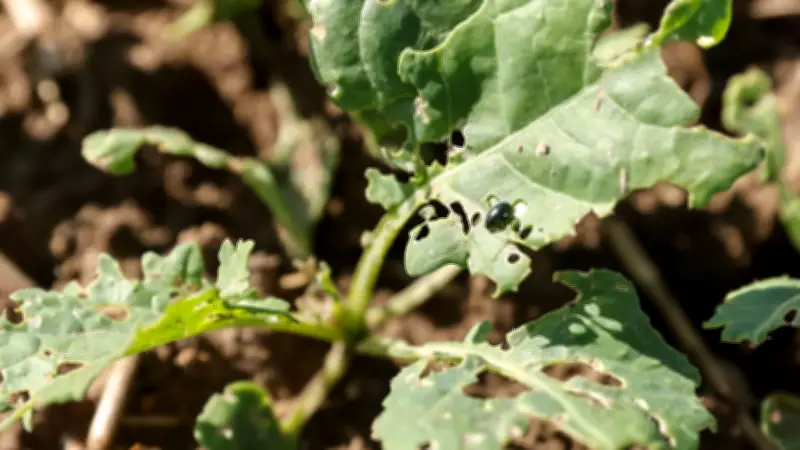 Frost allein hilft nicht: Warum Landwirte trotz eisiger Winter auf Schädlinge vorbereitet sein müssen