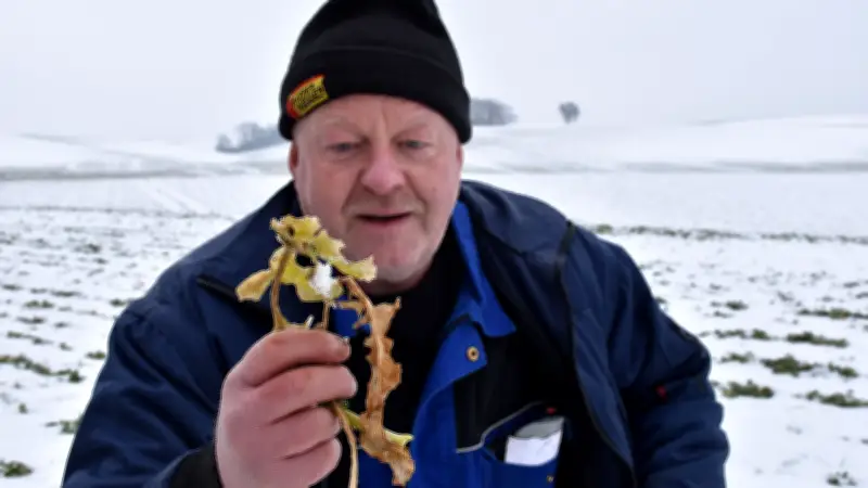 Frost auf dem Acker: Warum Landwirte jetzt teure Entscheidungen treffen müssen