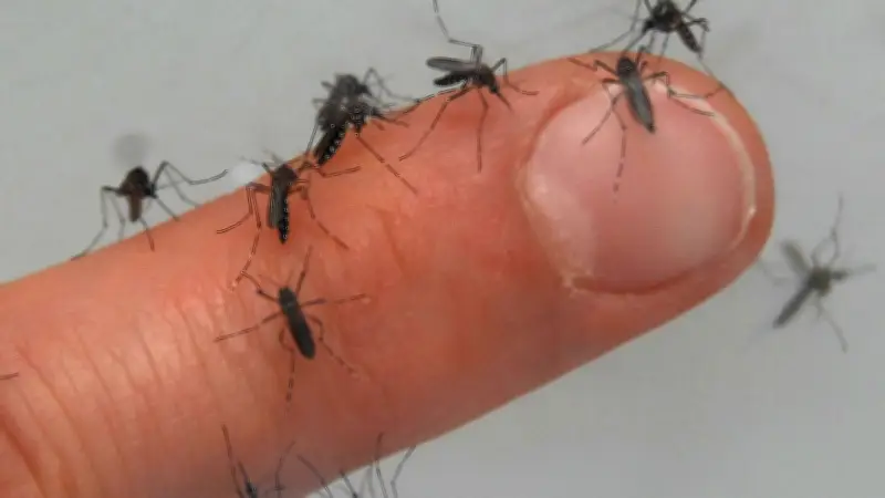 Frost und Eis: Wird der Sommer in Mecklenburg-Vorpommern mückenfrei?