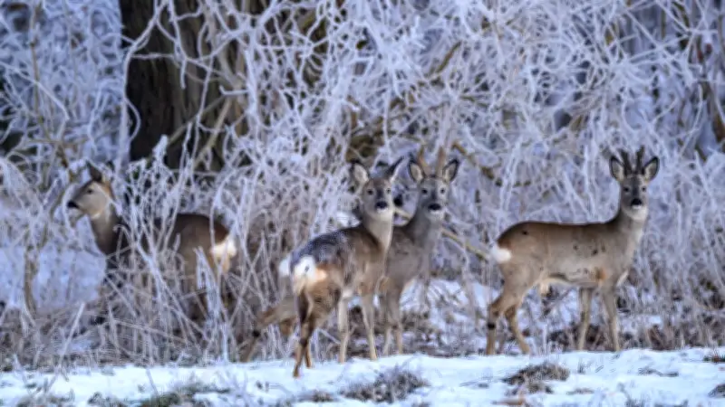 Frost und Forst in Mecklenburg: Wälder trotzen hartem Winter, aber Trockenheit droht