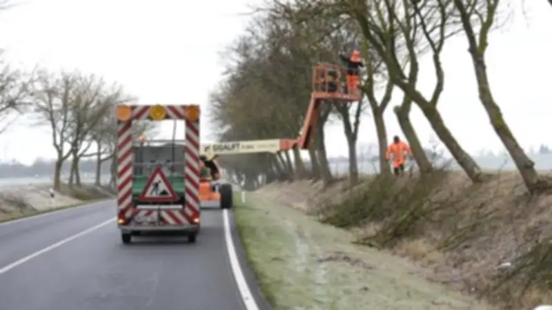 Frost verzögert Baumfällungen: Was gilt nach Ende der Frist am 28. Februar?