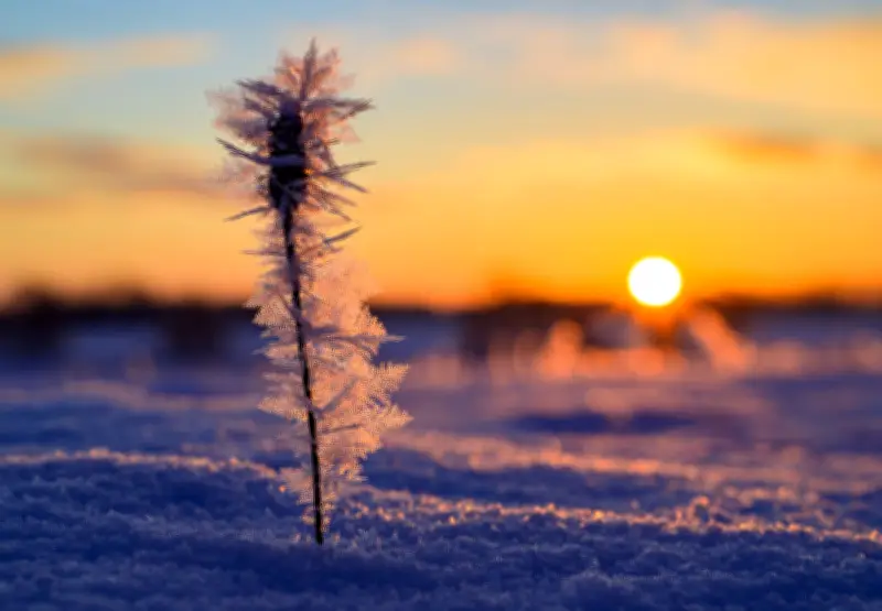 Frostige Temperaturen in Berlin und Brandenburg: Sonne und Schnee wechseln sich ab