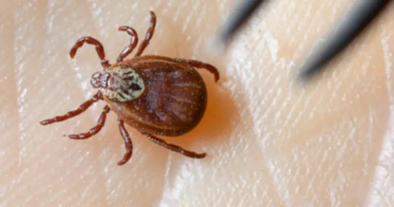 FSME-Alarm in Bayern: Fast der gesamte Freistaat zum Risikogebiet erklärt