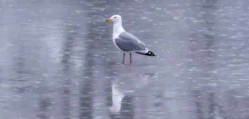Fußballer rettet Möwe mit Herzmassage: Kurioser Vorfall in Istanbuler Amateurliga