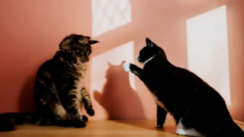 Futter-Versteckspiel als Social-Media-Trend: Warum es Katzen in Dauerstress versetzt