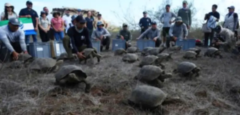 Galápagos-Riesenschildkröten kehren nach 150 Jahren auf Floreana zurück