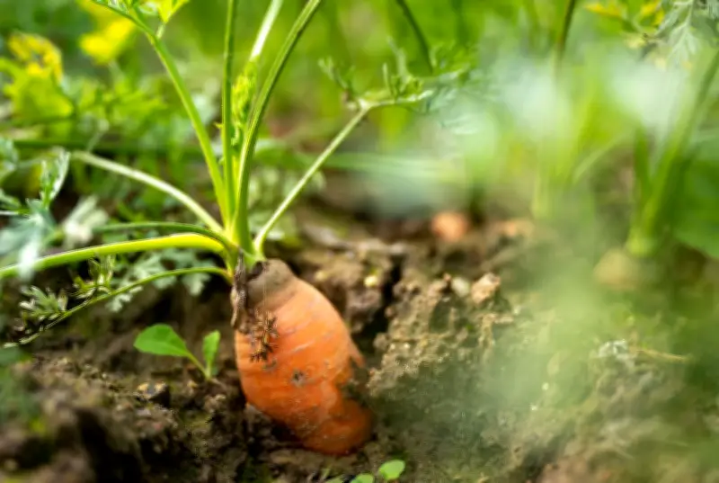 Gartenjahr startet im Februar: So planen Sie Beete, Aussaat und Pflege für eine reiche Ernte