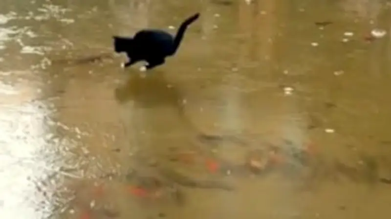 Geduldsprobe am Wasser: Katze scheitert bei natürlicher Fischjagd