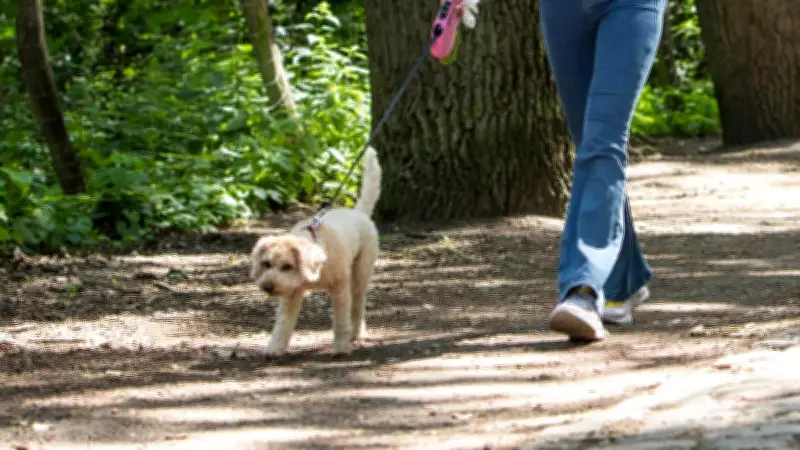 Gefährliche Hundeköder in Hagenow: Stadt warnt vor präparierten Würstchen mit Reißzwecken