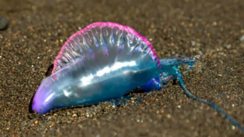 Gefährliche Portugiesische Galeeren: Strände auf Teneriffa gesperrt nach Quallenalarm