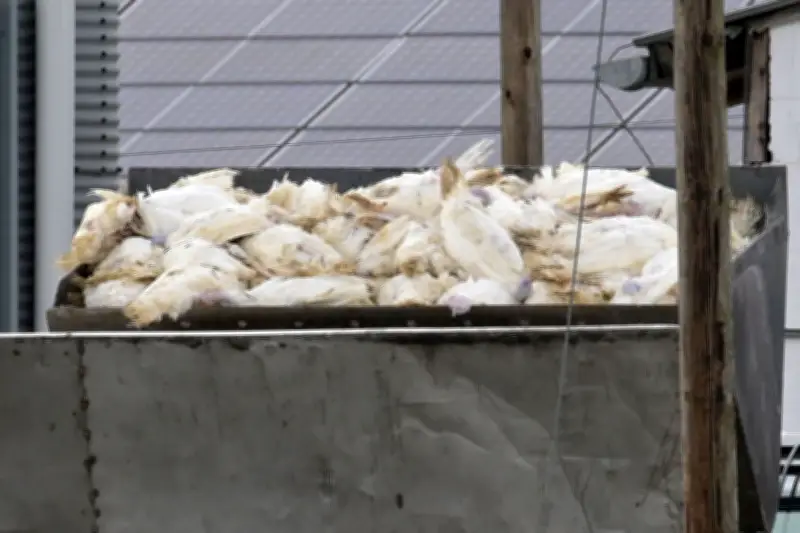 Geflügelpest in Niedersachsen: Weitere H5N1-Fälle entdeckt – 3.800 Puten getötet