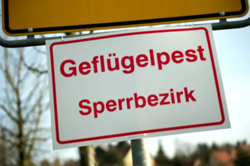 Geflügelpest in Thüringen: 10.500 Puten müssen nach H5N1-Ausbruch gekeult werden