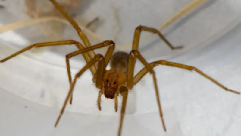 Geheimtipp gegen Spinnen: Esskastanien als natürliche Abwehr im Herbst