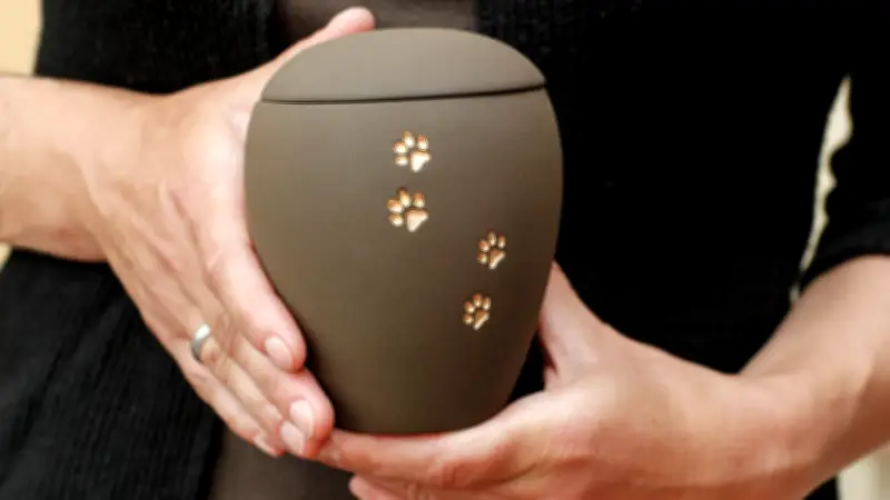 Gemeinsame Gräber für Mensch und Tier: Brasilien macht es vor – wie steht Deutschland dazu?