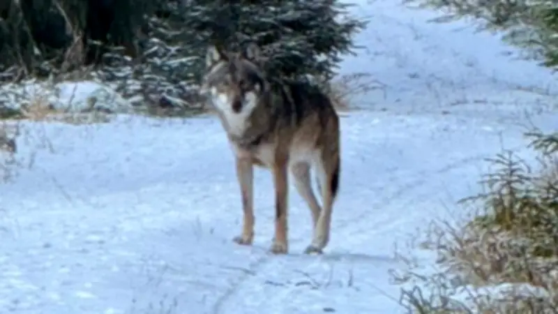 Gericht bestätigt Abschuss des zutraulichen Schwarzwald-Wolfs GW2672m bis März