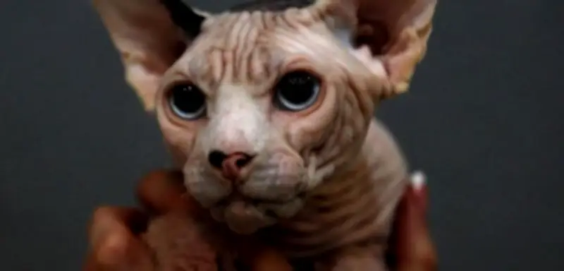 Gerichtsurteil in Koblenz: Landkreis darf Nacktkatzen kastrieren lassen