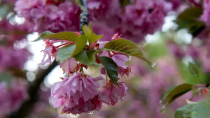 Gernröder Kulturverein ehrt Baronin Ruth von Roll: Die Kirschenkönigin kehrt zurück
