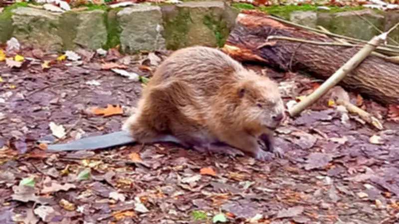 Geschützte Biberpopulation wächst im Burgenlandkreis und verursacht Konflikte
