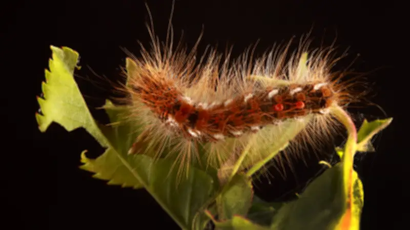 Giftige Brennhaare: Dieser Mitbewohner in Halle kann die Haut reizen