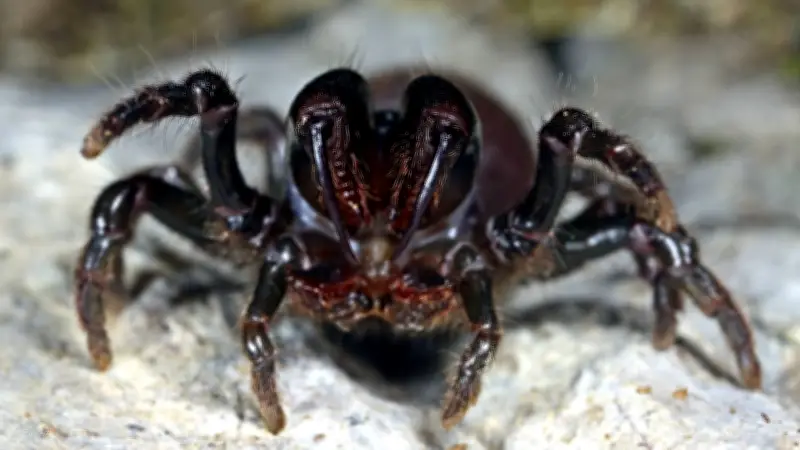 Giftige Spinnen in Deutschland: Klimawandel bringt gefährliche Arten in unsere Gärten