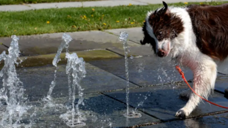 Giftköder in Hagenow: Australian Shepard erleidet schwere Vergiftung nach Spaziergang