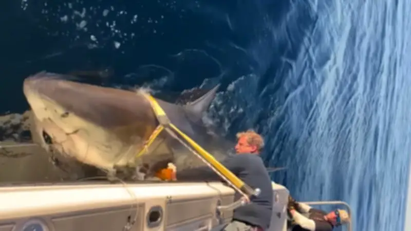 Gigant kehrt zurück: Weißer Hai "Contender" vor US-Küste gesichtet