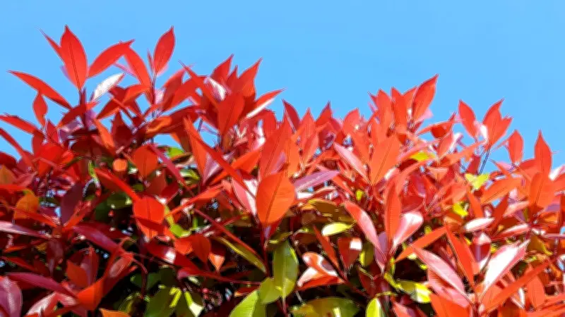 Glanzmispel als Trend-Hecke: Warum der rote Hingucker immer beliebter wird