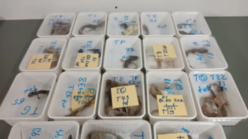 Grausamer Fund in Bayern: 32 Geckos qualvoll verhungert und verdurstet