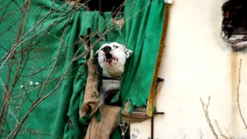 Grausamer Mord in Italien: Deutsche enthauptet – Pitbull des Verdächtigen bewachte Leiche