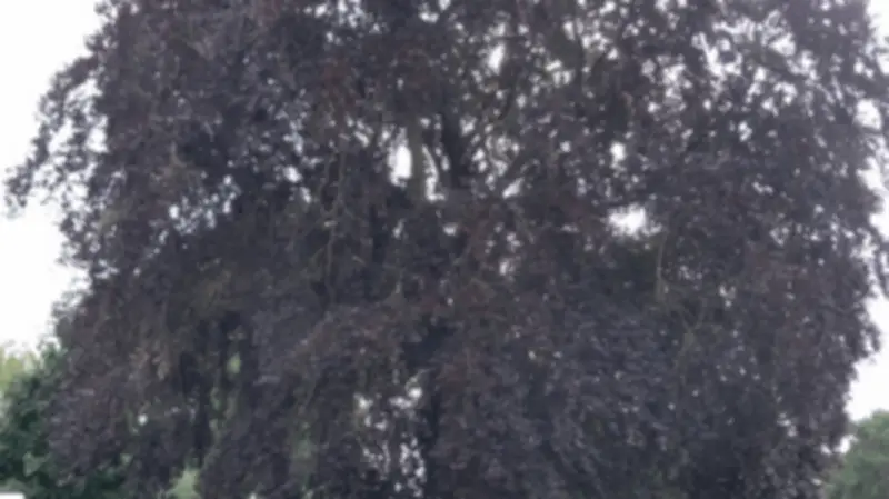 Grevesmühlen muss 215-jährige Blutbuche fällen: Pilzbefall gefährdet Standfestigkeit