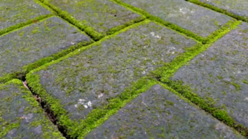 Grünbelag auf Pflastersteinen: So entfernen Sie Algen und Moos sicher und effektiv