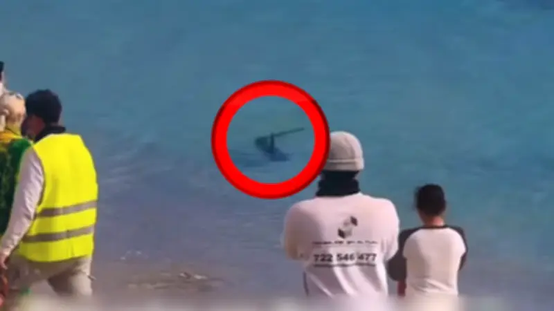 Hai-Alarm auf Ibiza: Blauhai kreist direkt vor dem Touristenstrand und im Hafen