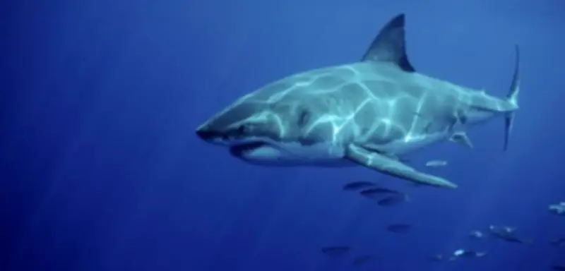 Haiangriffe 2025: 65 Vorfälle weltweit, neun endeten tödlich