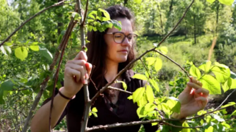 Halles Stadtwald: Schädlinge und invasive Pflanzen belasten die Dölauer Heide
