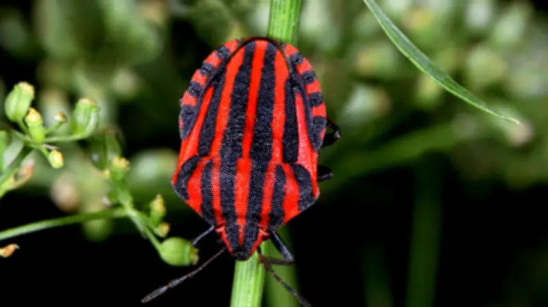 Halles tierische Bewohner: Ein Jahr voller Überraschungen im Stadtgarten