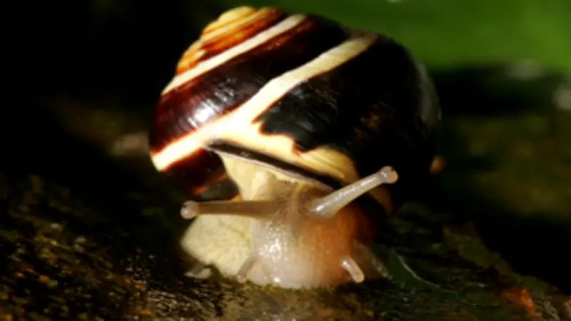 Halles tierische Mitbewohner: Ein Jahr voller Überraschungen und Anpassungskünstler