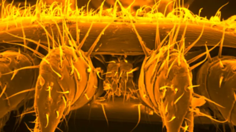 Halles tierische Nachbarn: Ein Jahr im Blick auf die städtische Fauna