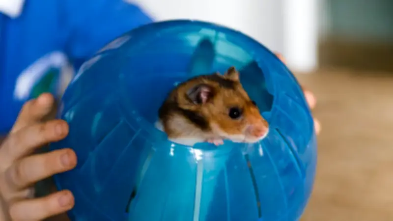 Hamsterball: Warum die vermeintliche Spielzeug-Kugel für Nager zur Qual wird