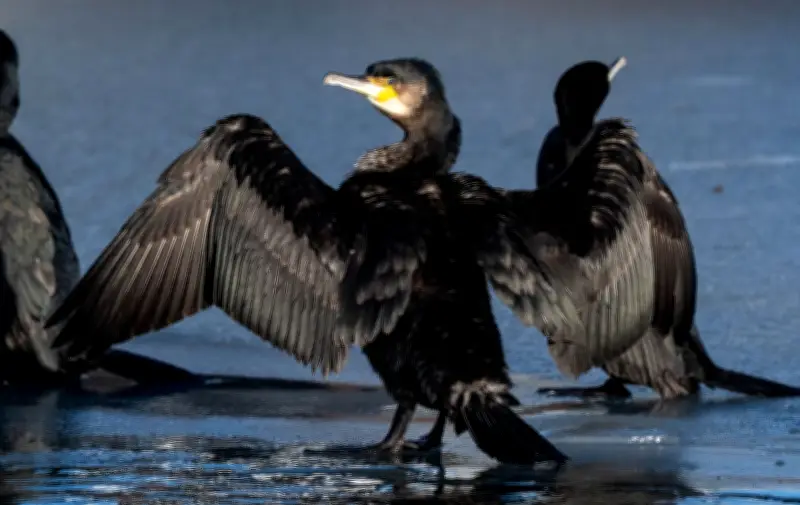 Harter Winter dezimiert Kormoran-Population an der Ostsee - Vögel ziehen verstärkt gen Süden