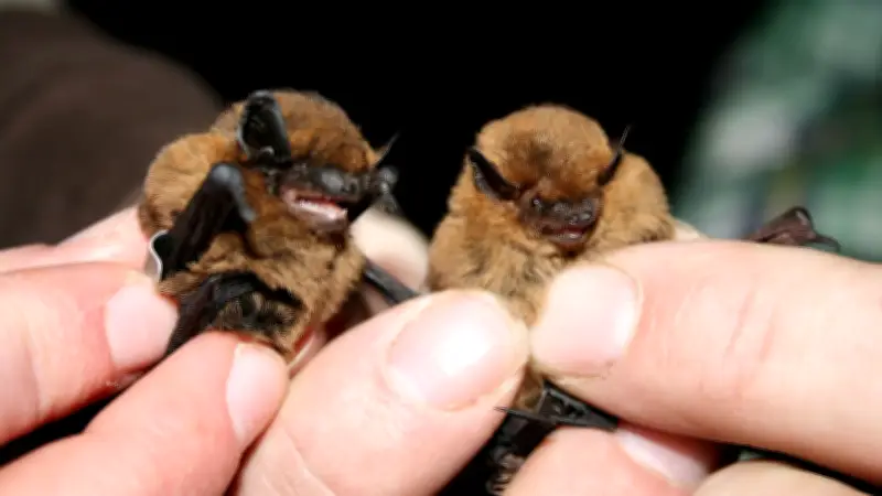 Harzer Lost Place wird zum Mega-Winterquartier für über 200 Zwergfledermäuse