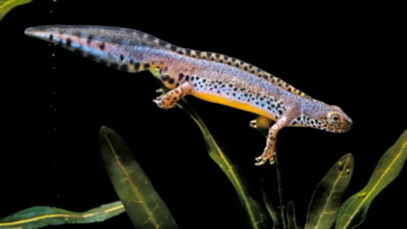 Heimische Molche im Garten: Fünf Arten und ihre Besonderheiten