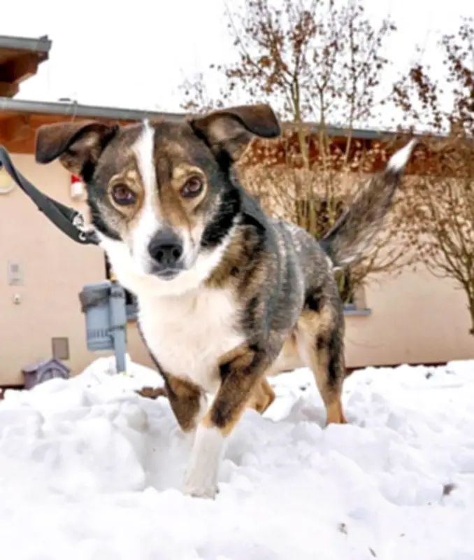 Held auf vier Pfoten: Mischlingsrüde Tim rettet bewusstlosem Gassigeher in Dessau