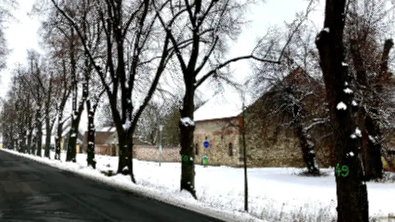 Historische Lindenallee in Falkenstein/Harz: Warum jeder Baum eine grüne Nummer trägt