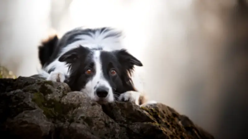 Hochsensible Hunde: Jeder sechste Vierbeiner leidet unter Reizüberflutung