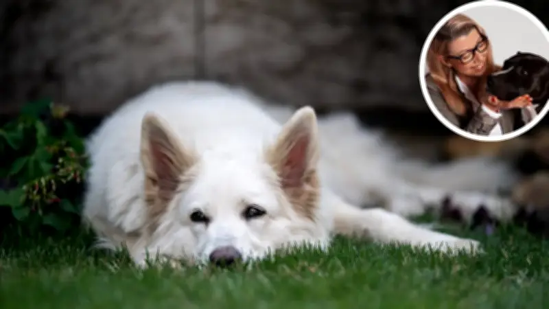 Hormonstress bei Hunden: Brauchen sie wirklich Sex für ihr Glück?