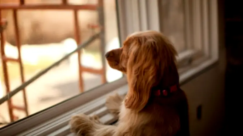 Hund allein zu Hause: Expertin erklärt, worauf Halter wirklich achten müssen