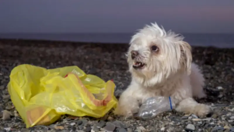 Hund als Müllbote missbraucht: Sizilianer trainiert Tier für illegale Abfallentsorgung