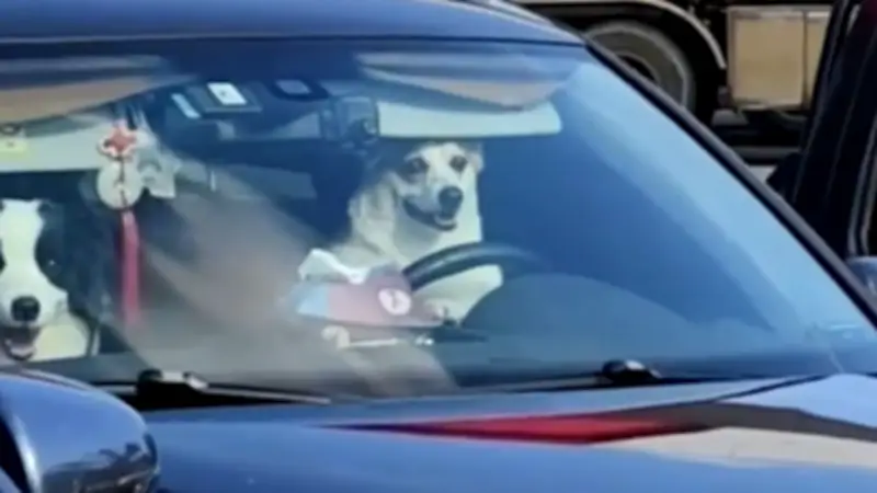 Hund übernimmt Steuer an Tankstelle: Ungeduldiger Vierbeiner löst Hup-Alarm aus